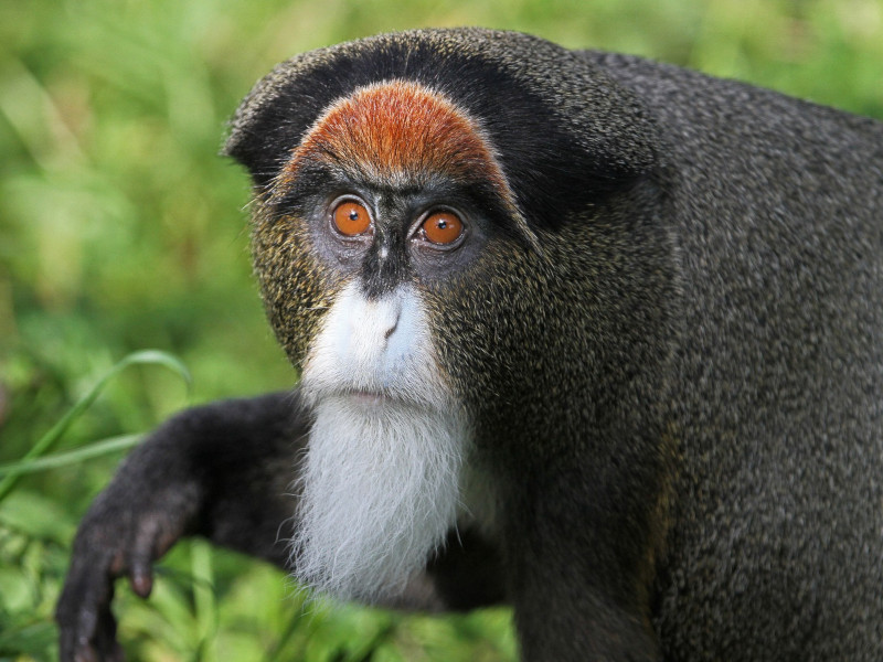 debrazza monkey