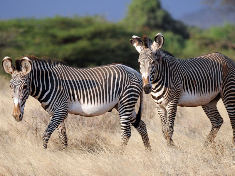 grevy samburu