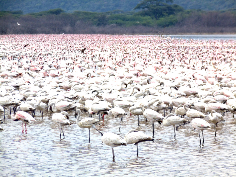 lago bogoria