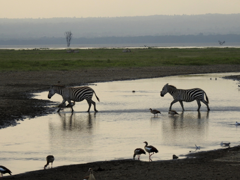 lago nakuru