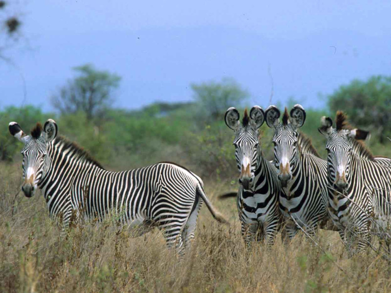 meru zebra grevy