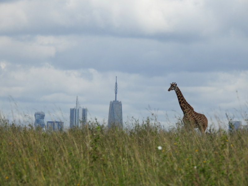 nairobi giraffe